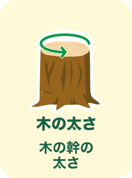 木の太さ
