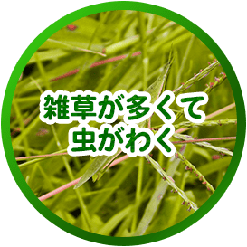 雑草が多くて虫がわく