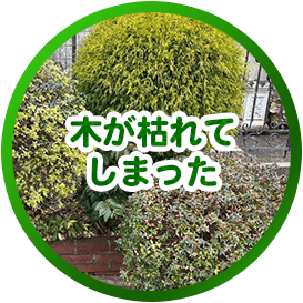 木が枯れてしまった