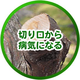切り口から病気になる