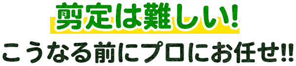 剪定は難しい!こうなる前にプロにお任せ!!