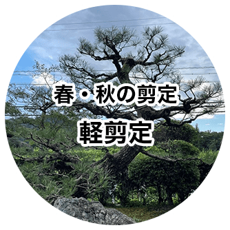 春・秋の剪定 軽剪定
