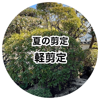 夏の剪定 軽剪定